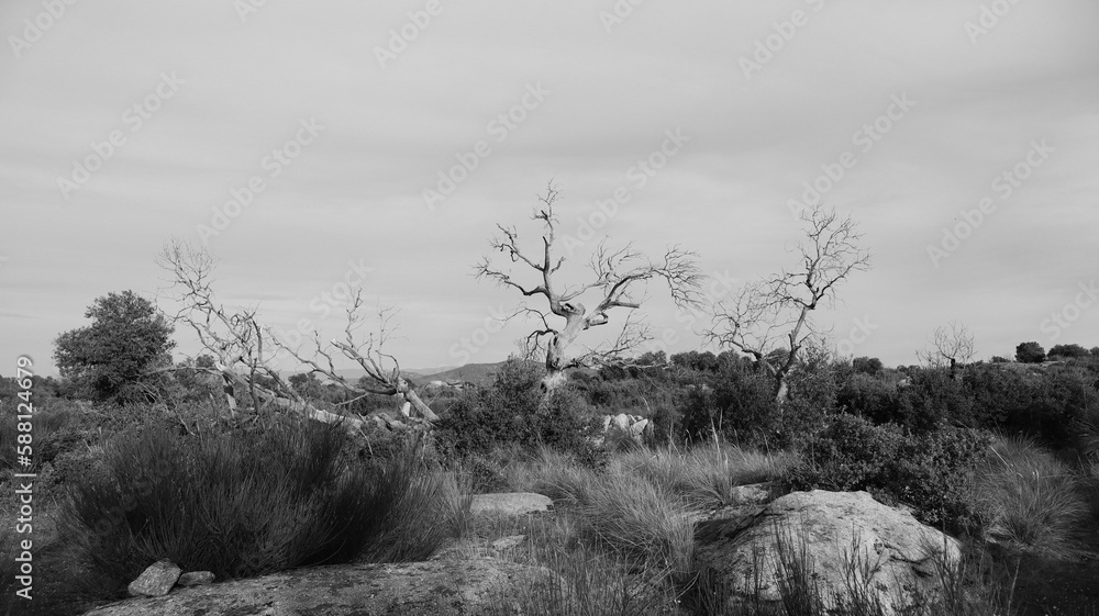 Obraz premium Frei stehender Baum in einer Felslandschaft