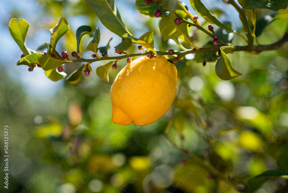 Lemon Lemon
