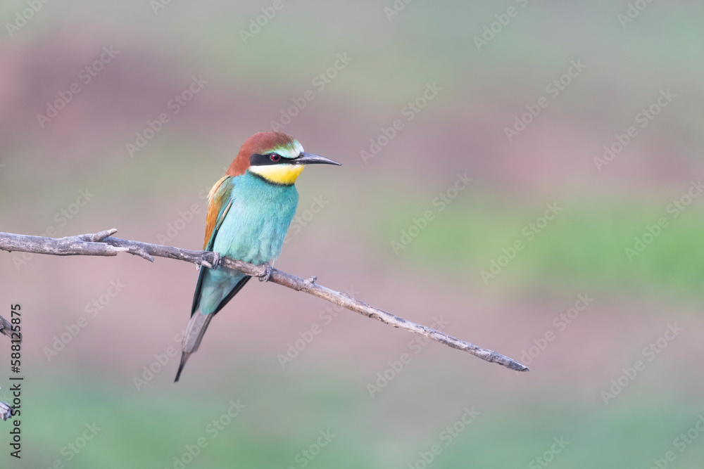 colorful bee eater on a branch colorful bee eater on a branch