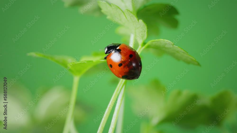 Ladybug on green parsley leaf. Beauty of the nature concept Ladybug on green parsley leaf. Beauty of the nature concept