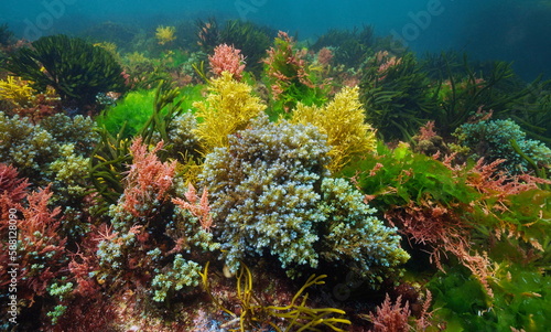 Various seaweed colors underwater in the sea, Atlantic ocean, natural scene, Spain, Galicia