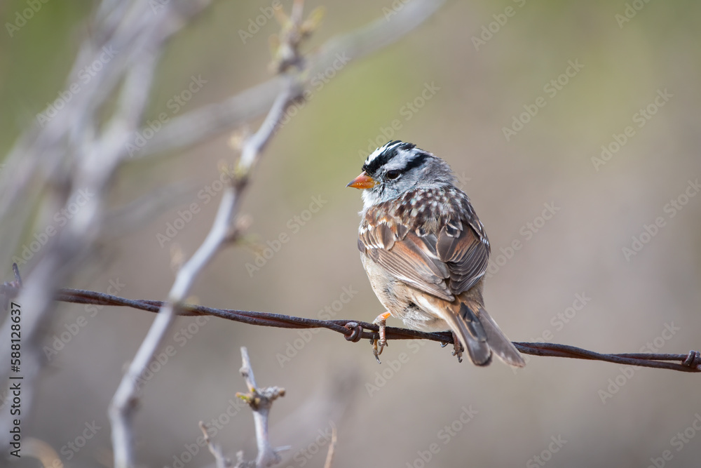 White-crowned Sparrow Perched on Barb Wire White-crowned Sparrow Perched on Barb Wire