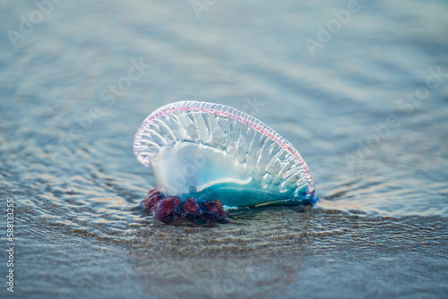 Portuguese man o' war man of war on the beach in Florida, Atlantic, Water, Salt water, blue