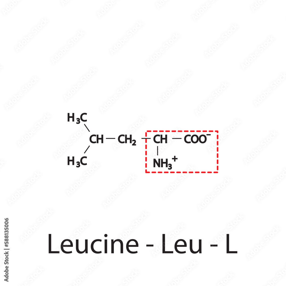 Leucine - Leu - L amino acid structure. Skeletal formula with amino group highlighted in red frame. Scientific illustration. Leucine - Leu - L amino acid structure. Skeletal formula with amino group highlighted in red frame. Scientific illustration.