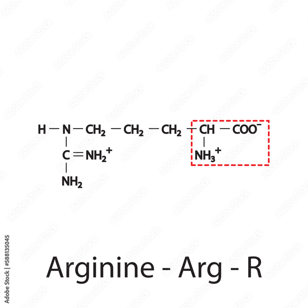Arginine Arg R amino acid structure. Skeletal formula with amino