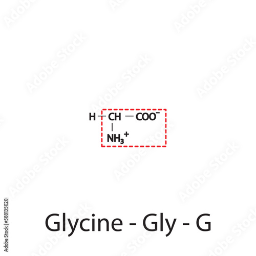 Glycine - Gly - G amino acid structure. Skeletal formula with amino group highlighted in  red frame. Scientific illustration.