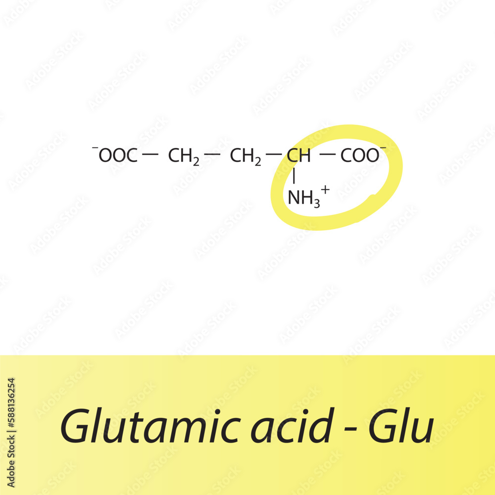 Glutamic acid Glu E amino acid structure Skeletal formula with