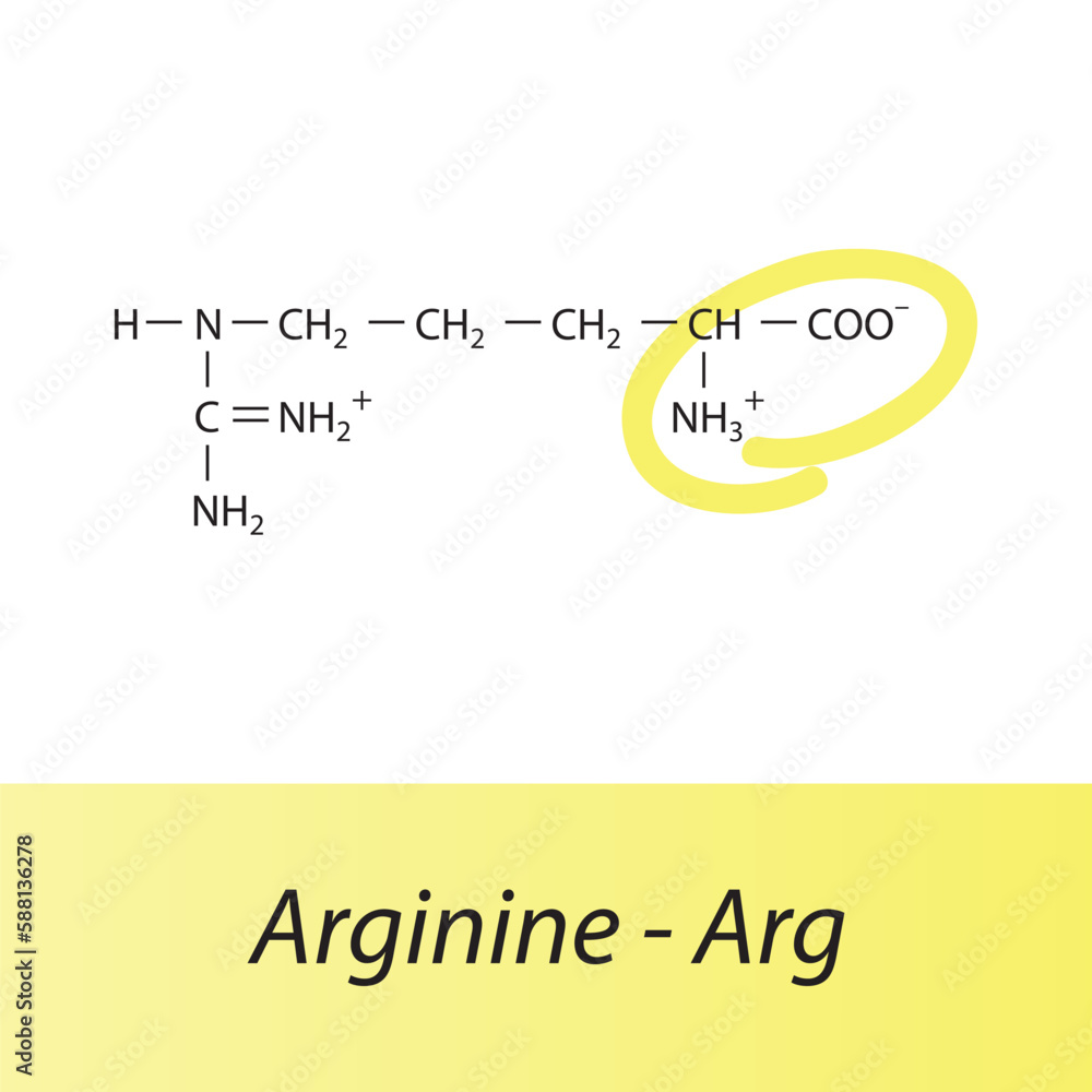 Arginine Arg R amino acid structure. Skeletal formula with amino