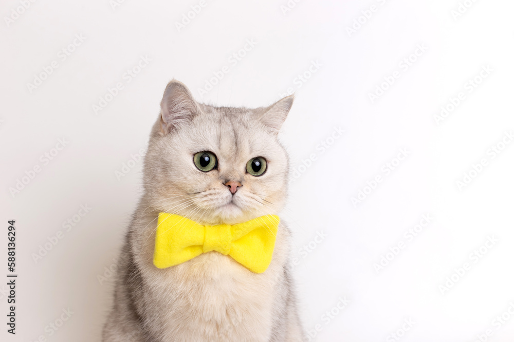 Funny Charming white cat in yellow bow tie, on a white background