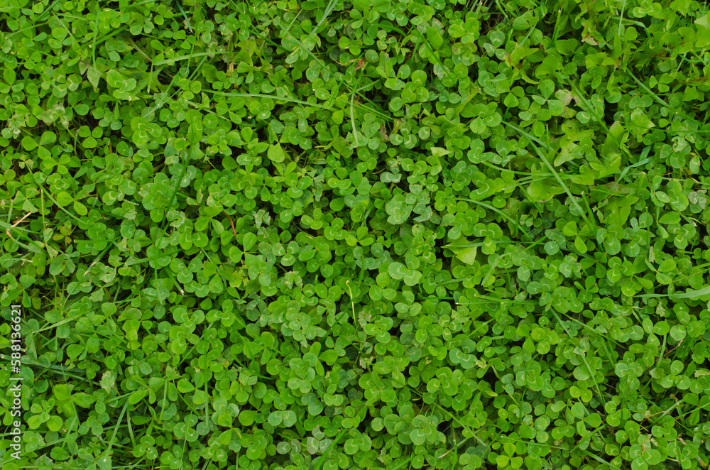 green clover background top view green clover background top view