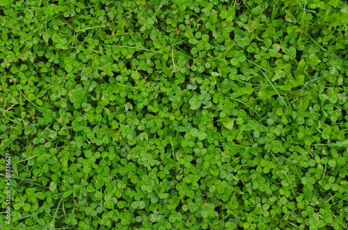 green clover background top view