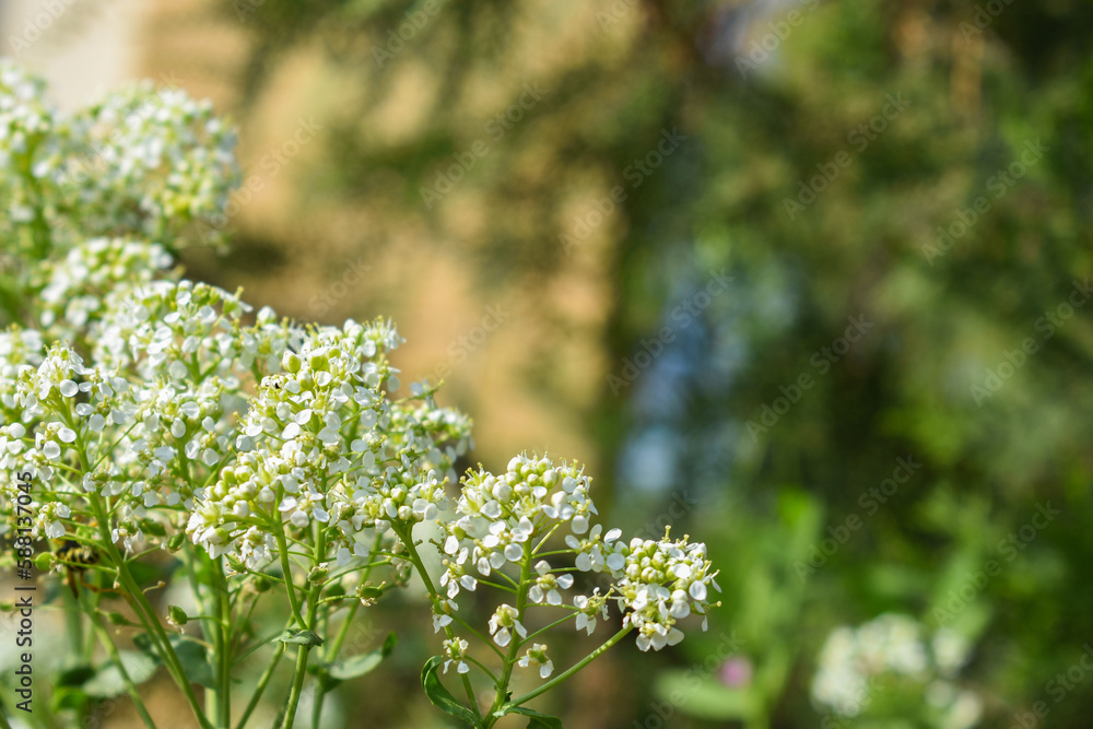 Obraz premium Spring background with white blooming small flowers.
