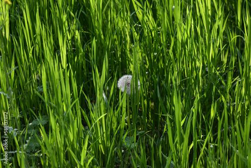 Tulip in green grass spring background