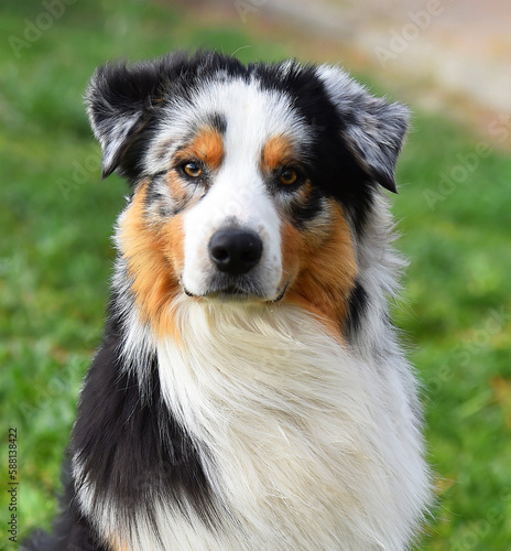 un perro pastor australiano en un campo verde photo