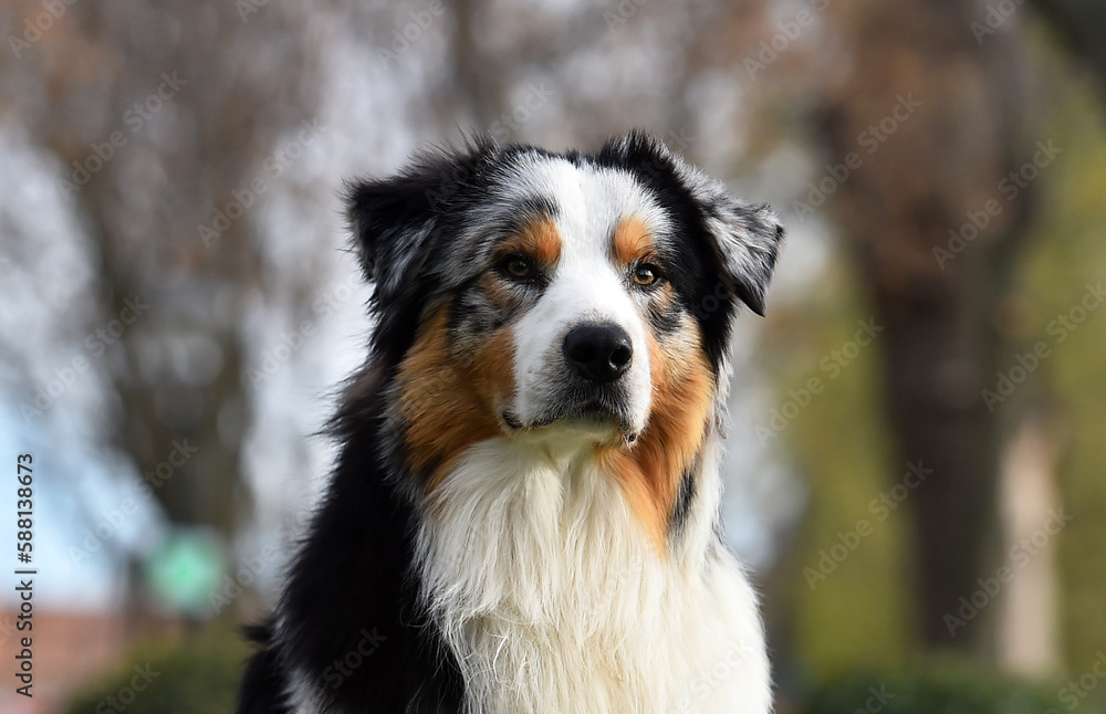 a beautiful australian shepherd dog in the field a beautiful australian shepherd dog in the field