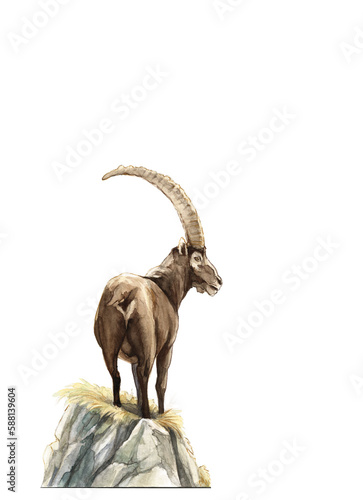Steinbock auf Fels, Illustration