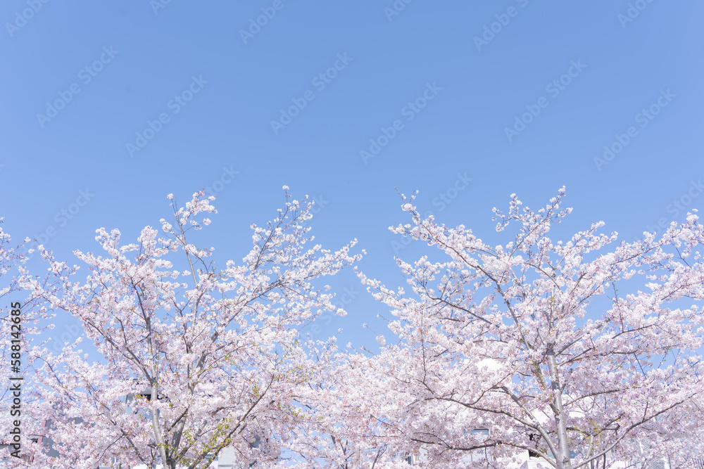 爽やかな青空と満開の桜
