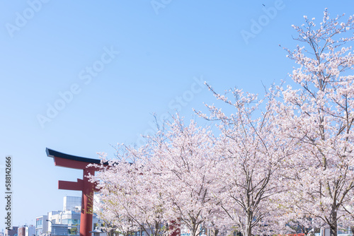 爽やかな青空と満開の桜