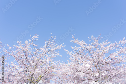 爽やかな青空と満開の桜 © tatsushi