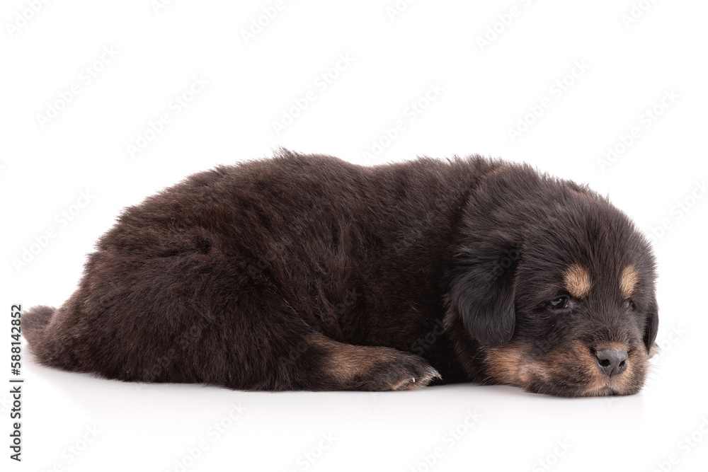 Fototapeta premium Puppy from a Tibetan dog farm