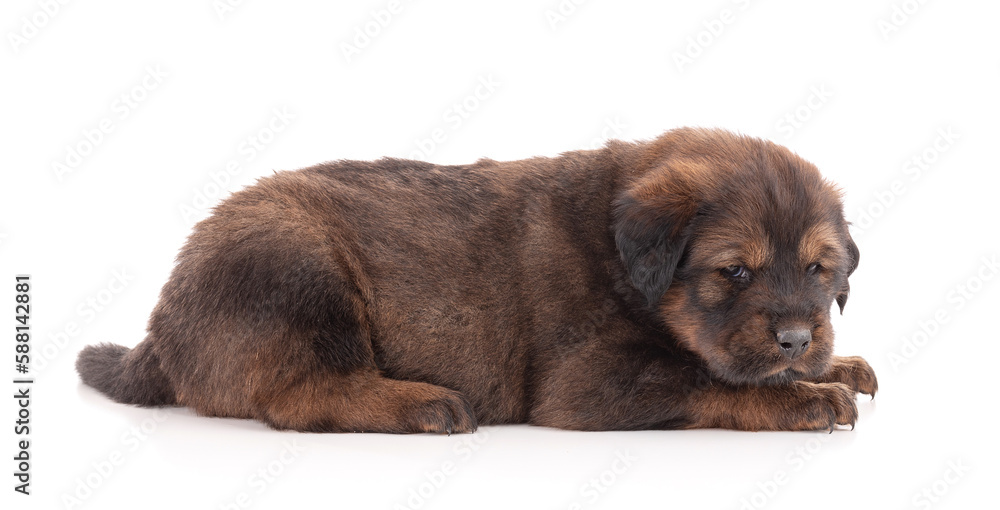 Obraz premium Puppy from a Tibetan dog farm