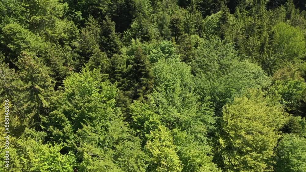 aerial view of a mixed forest in the summertime, young spring greens,drone photography, aerial view of a mixed forest in the summertime, young spring greens,drone photography,