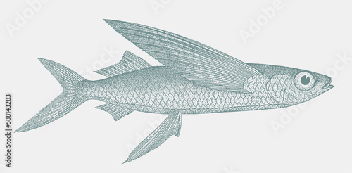 Clearwing flyingfish cypselurus comatus, marine fish in side view photo