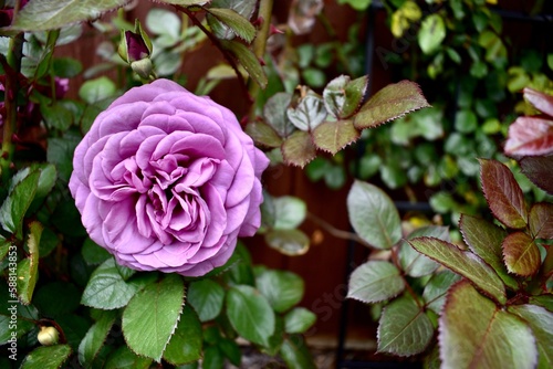 Purple Rose 2 on bush side for printing