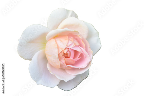 Light Pink White Rose no background