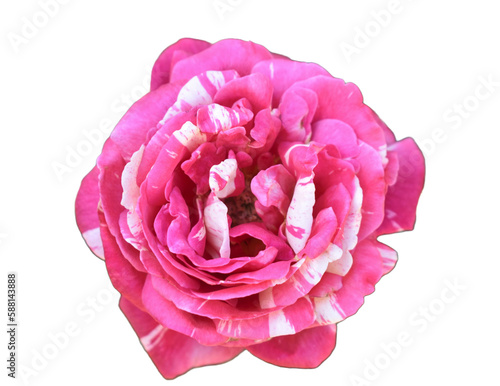 Pink and White Rose 2 no background