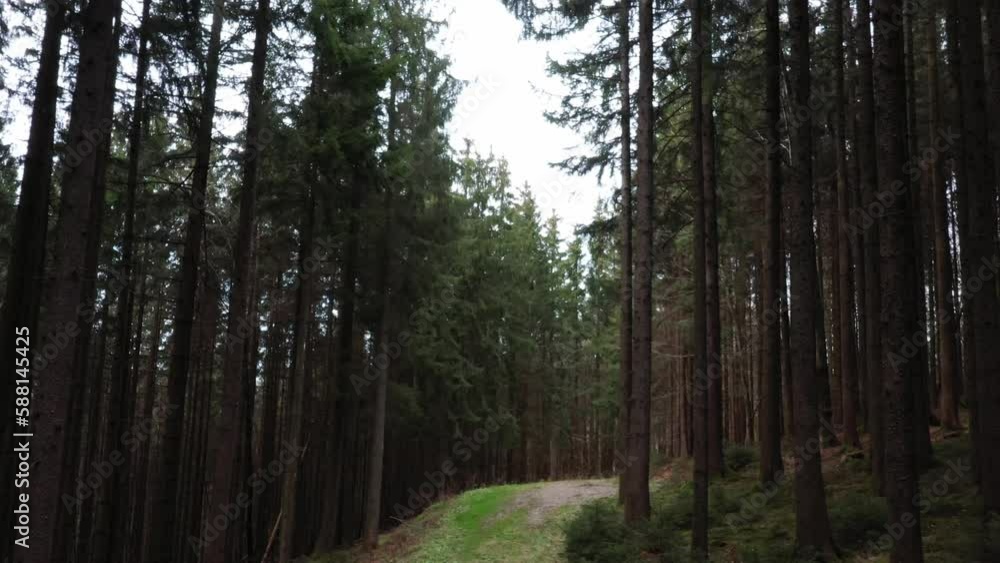 drone flies along a forest road through a spruce forest, monoculture,drone photography, drone flies along a forest road through a spruce forest, monoculture,drone photography,