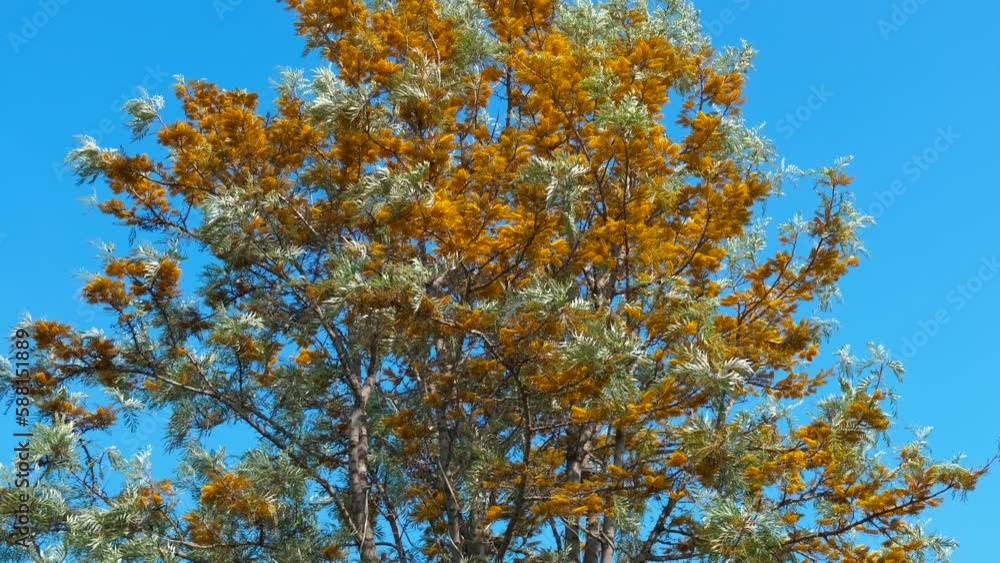 Turkish mimosa. Blooming yellow tree against the blue sky. Turkish mimosa. Blooming yellow tree against the blue sky.