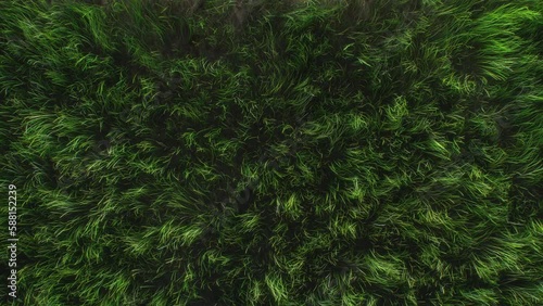 Grass Field Top View - Background Loop