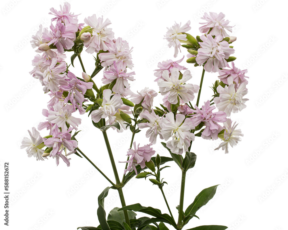Pink flowers of phlox, isolated on white background