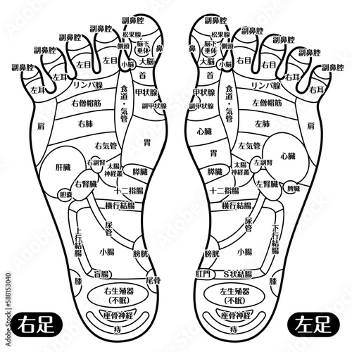 Foot reflexology chart illustration