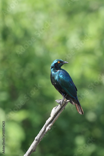 Greater Blue-eared starling