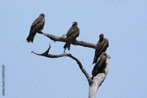 Black Eagles