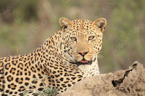 portrait of a leopard