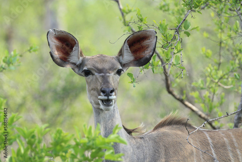 Kudu with a smiley face