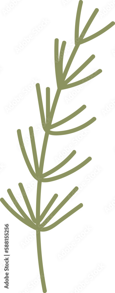 Fototapeta premium Dill Fragrant Herb