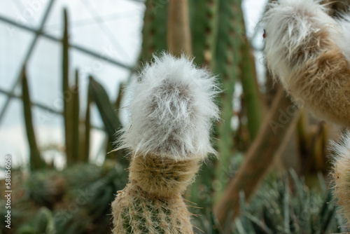 Cactus plant | Espostoa lanata
 photo