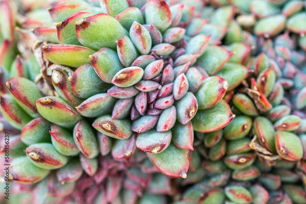 Fototapeta premium Echeveria succulent plant close-up