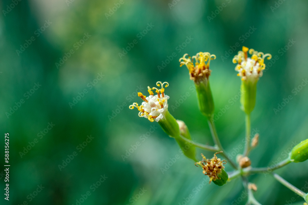 Blue straws flower close-up | Curio talinoides Blue straws flower close-up | Curio talinoides