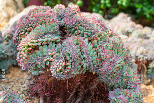 Bunch of Echeveria succulent plant photo