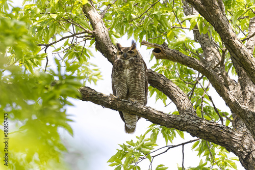 Great horned owl. Bubo virginianus photo