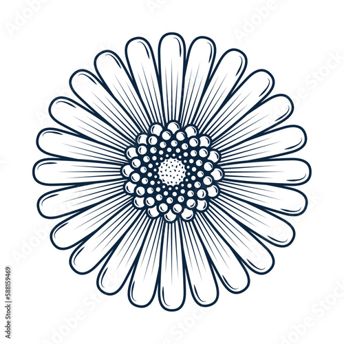sunflower flower nature