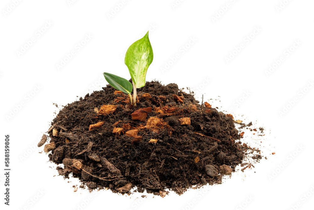 Green small plant in soil isolated on white background. Green small plant in soil isolated on white background.