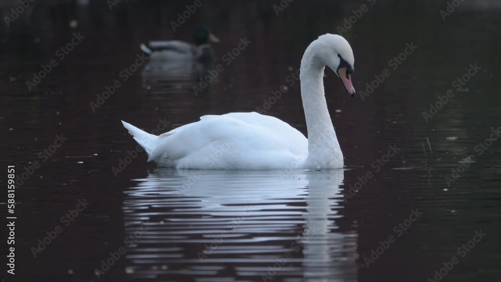 A white swan swims in a pond. A white swan swims in a pond.