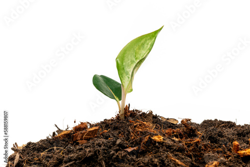 Close up of green small plant in soil isolated on white background.