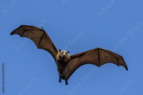 Australian Grey-headed Flying Fox in flight photo